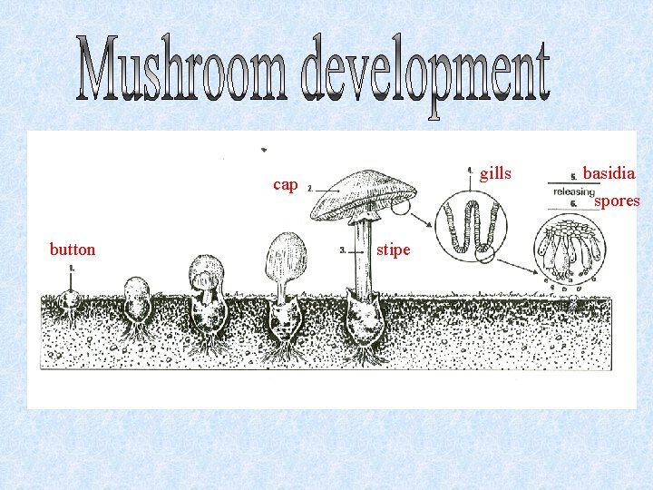 gills cap button stipe basidia spores 