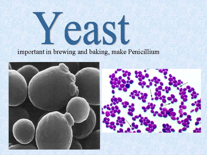 important in brewing and baking, make Penicillium 