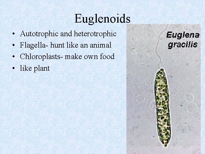 Euglenoids • • Autotrophic and heterotrophic Flagella- hunt like an animal Chloroplasts- make own
