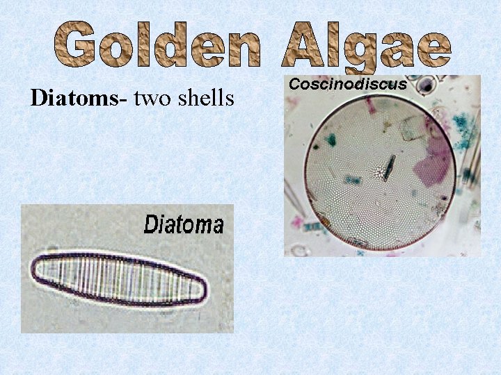 Diatoms- two shells 