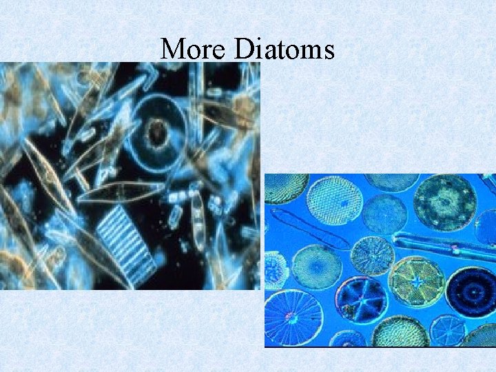 More Diatoms 
