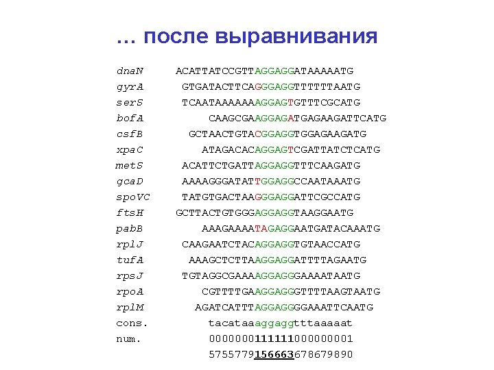 … после выравнивания dna. N gyr. A ser. S bof. A csf. B xpa.