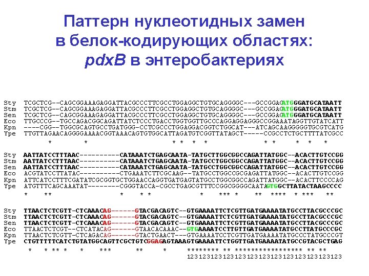 Паттерн нуклеотидных замен в белок-кодирующих областях: pdx. B в энтеробактериях Sty Stm Sen Eco