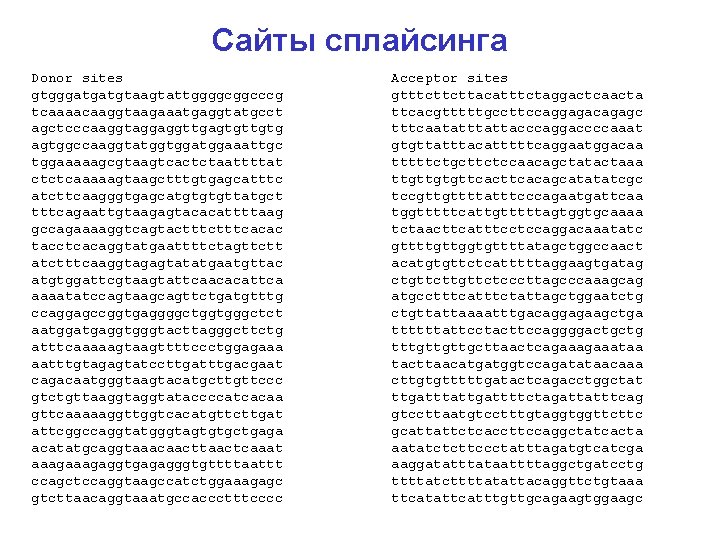 Сайты сплайсинга Donor sites gtgggatgatgtaagtattggggcggcccg tcaaaacaaggtaagaaatgaggtatgcct agctcccaaggtaggaggttgagtgttgtg agtggccaaggtatggtggaaattgc tggaaaaagcgtaagtcactctaattttat ctctcaaaaagtaagctttgtgagcatttc atcttcaagggtgagcatgtgtgttatgct tttcagaattgtaagagtacacattttaag gccagaaaaggtcagtactttcacac tacctcacaggtatgaattttctagttctt