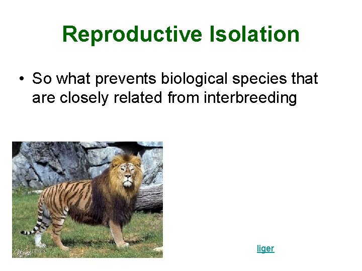 Reproductive Isolation • So what prevents biological species that are closely related from interbreeding