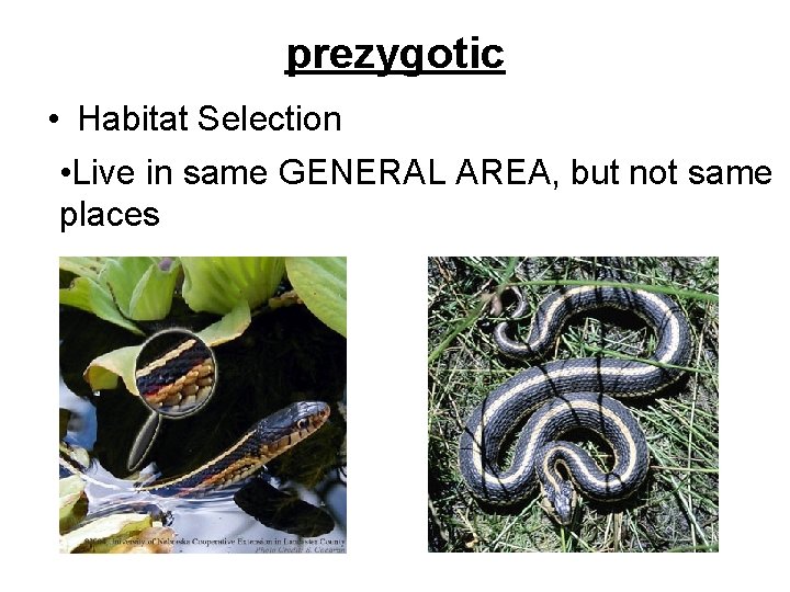 prezygotic • Habitat Selection • Live in same GENERAL AREA, but not same places