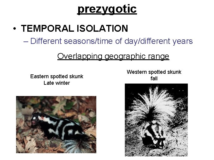 prezygotic • TEMPORAL ISOLATION – Different seasons/time of day/different years Overlapping geographic range Eastern