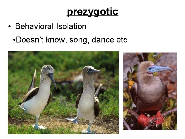 prezygotic • Behavioral Isolation • Doesn’t know, song, dance etc 
