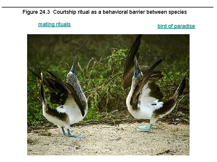 Figure 24. 3 Courtship ritual as a behavioral barrier between species mating rituals bird