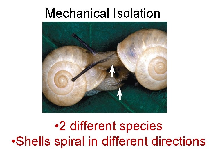 Mechanical Isolation • 2 different species • Shells spiral in different directions 
