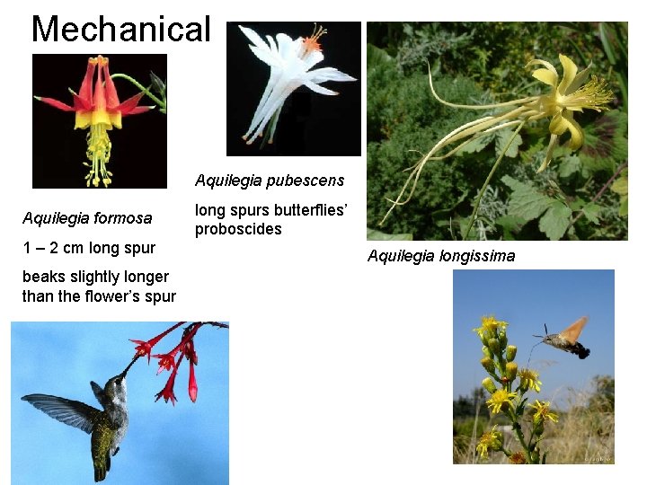 Mechanical Aquilegia pubescens Aquilegia formosa 1 – 2 cm long spur beaks slightly longer