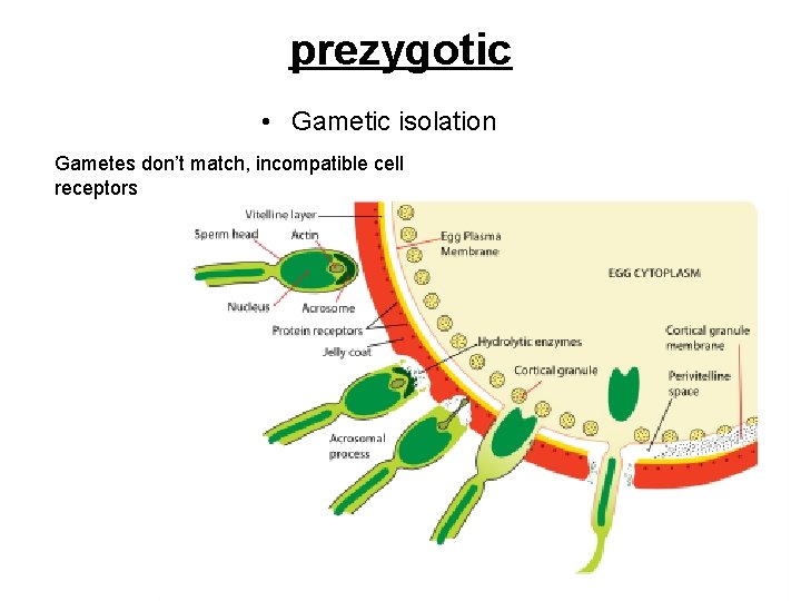 prezygotic • Gametic isolation Gametes don’t match, incompatible cell receptors 