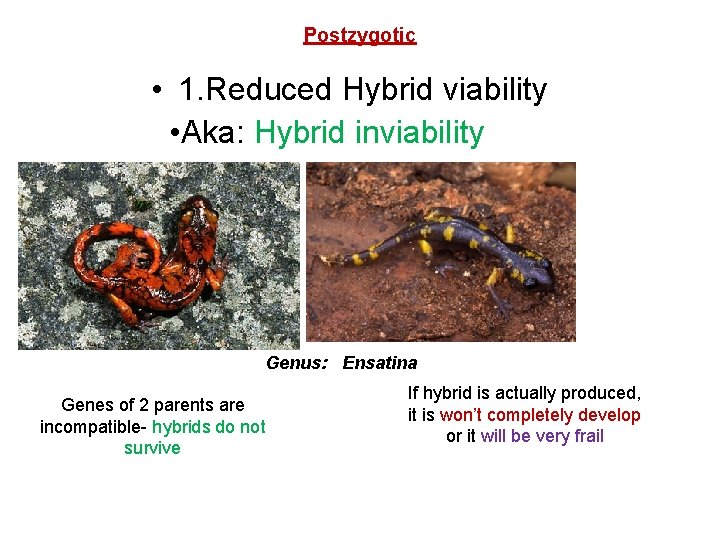 Postzygotic • 1. Reduced Hybrid viability • Aka: Hybrid inviability Genus: Ensatina Genes of
