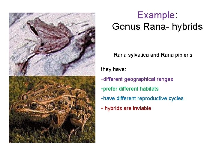 Example: Genus Rana- hybrids Rana sylvatica and Rana pipiens they have: • different geographical