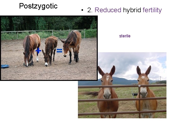 Postzygotic • 2. Reduced hybrid fertility sterile 