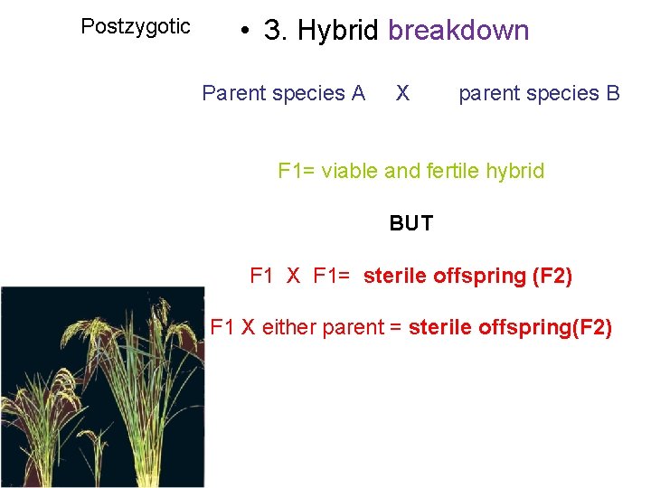 Postzygotic • 3. Hybrid breakdown Parent species A X parent species B F 1=