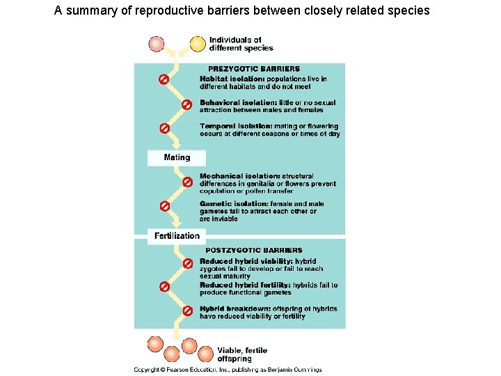 A summary of reproductive barriers between closely related species 
