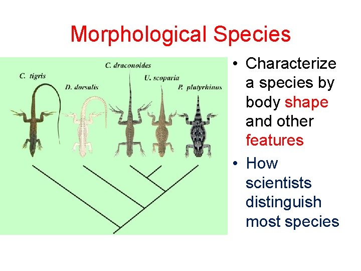 Morphological Species • Characterize a species by body shape and other features • How