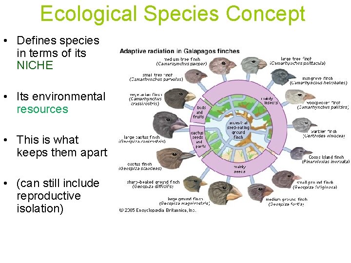 Ecological Species Concept • Defines species in terms of its NICHE • Its environmental