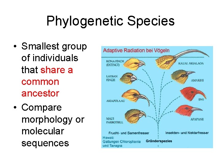 Phylogenetic Species • Smallest group of individuals that share a common ancestor • Compare