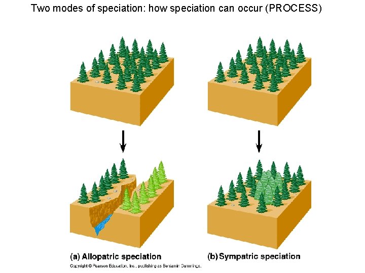 Two modes of speciation: how speciation can occur (PROCESS) 
