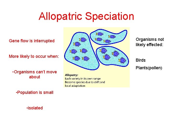 Allopatric Speciation Gene flow is interrupted More likely to occur when: • Organisms can’t