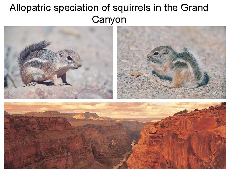 Allopatric speciation of squirrels in the Grand Canyon 