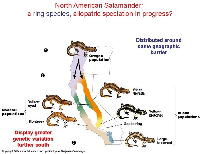 North American Salamander: a ring species, allopatric speciation in progress? Distributed around some geographic