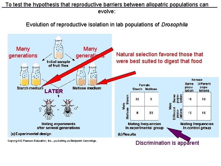 To test the hypothesis that reproductive barriers between allopatric populations can evolve: Evolution of