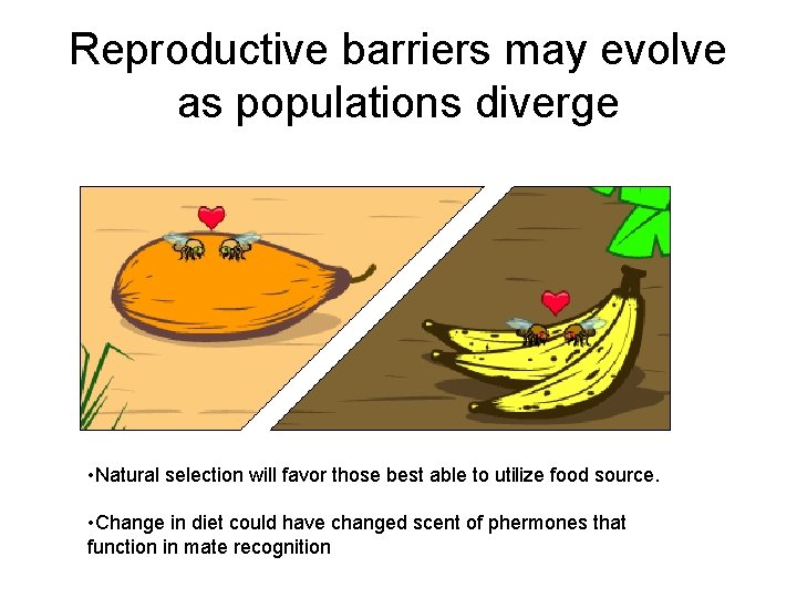 Reproductive barriers may evolve as populations diverge • Natural selection will favor those best