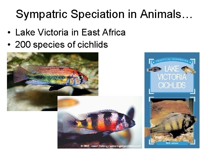 Sympatric Speciation in Animals… • Lake Victoria in East Africa • 200 species of