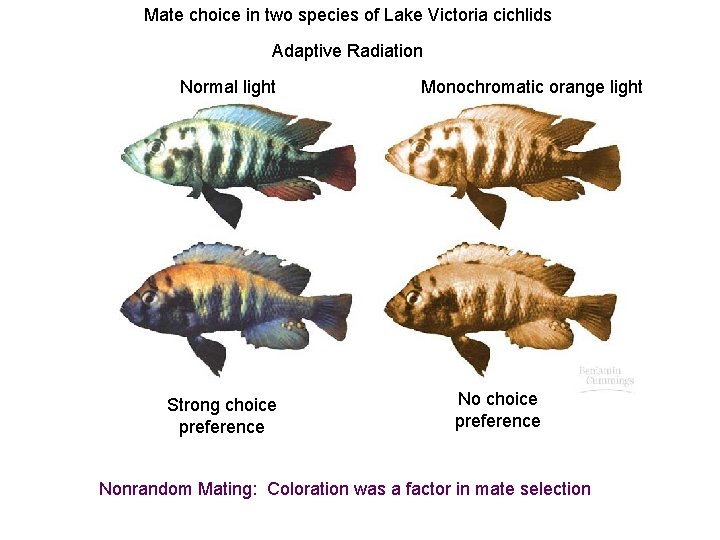Mate choice in two species of Lake Victoria cichlids Adaptive Radiation Normal light Strong