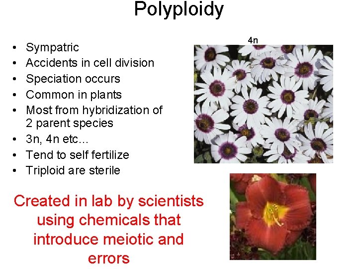 Polyploidy • • • Sympatric Accidents in cell division Speciation occurs Common in plants