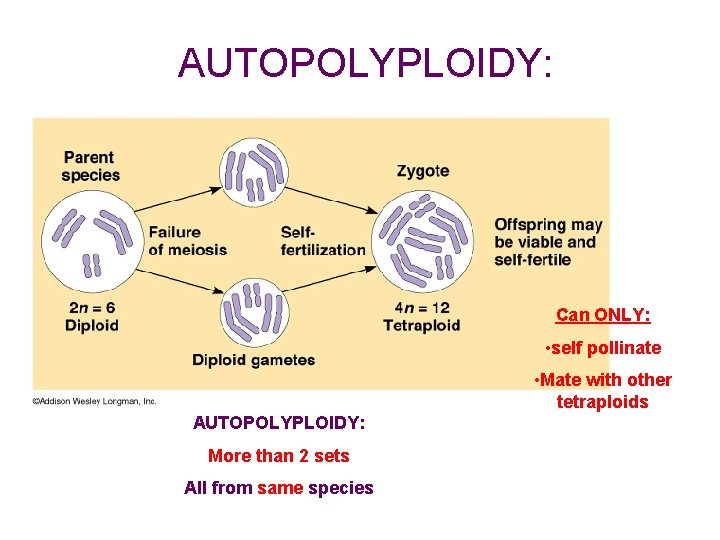 AUTOPOLYPLOIDY: Can ONLY: • self pollinate • Mate with other tetraploids AUTOPOLYPLOIDY: More than