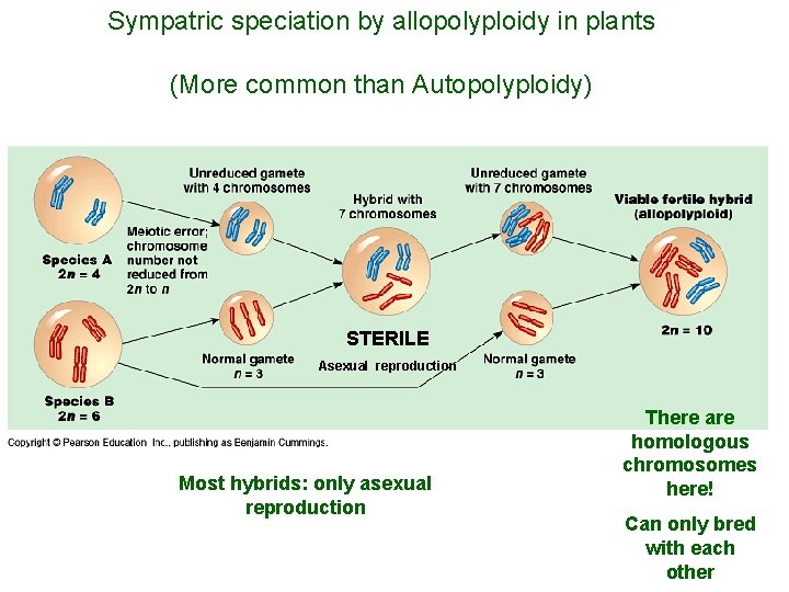 Sympatric speciation by allopolyploidy in plants (More common than Autopolyploidy) STERILE Asexual reproduction Most