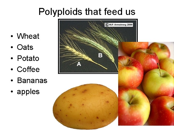 Polyploids that feed us • • • Wheat Oats Potato Coffee Bananas apples 
