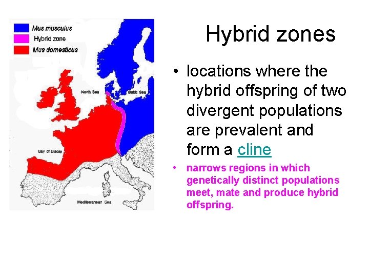 Hybrid zones • locations where the hybrid offspring of two divergent populations are prevalent
