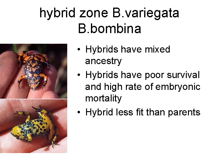 hybrid zone B. variegata B. bombina • Hybrids have mixed ancestry • Hybrids have