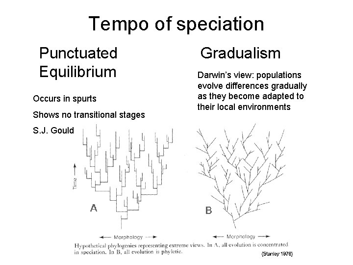 Tempo of speciation Punctuated Equilibrium Occurs in spurts Shows no transitional stages S. J.