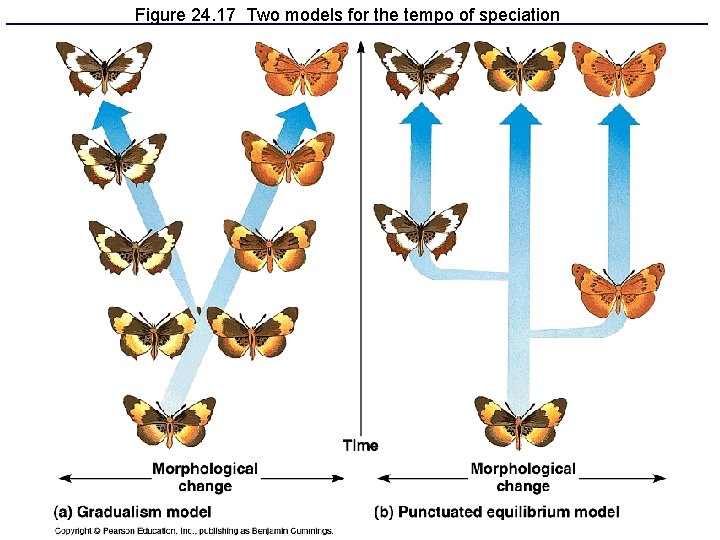 Figure 24. 17 Two models for the tempo of speciation 