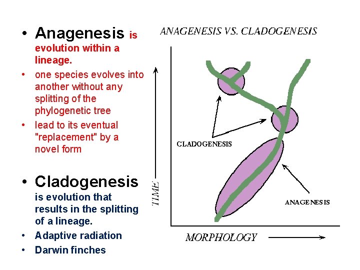  • Anagenesis is evolution within a lineage. • one species evolves into another