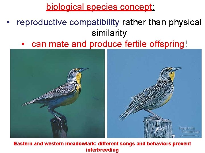 biological species concept: • reproductive compatibility rather than physical similarity • can mate and