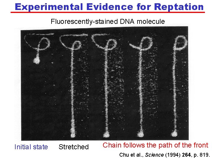 Experimental Evidence for Reptation Fluorescently-stained DNA molecule Initial state Stretched Chain follows the path