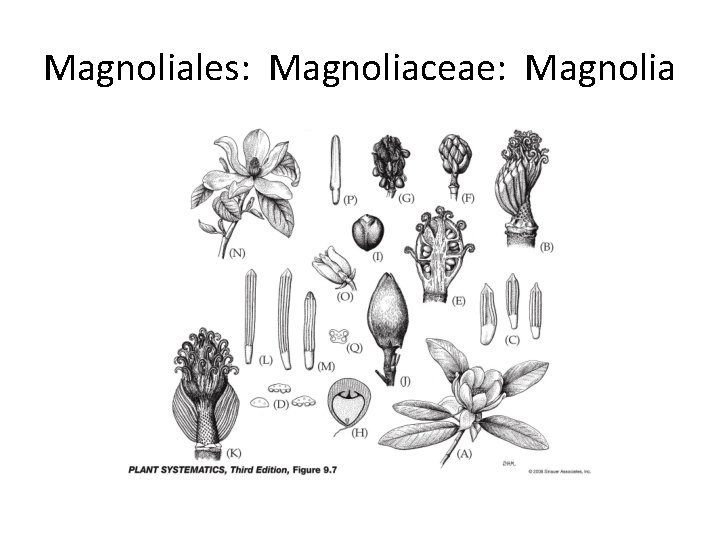 Magnoliales: Magnoliaceae: Magnolia 