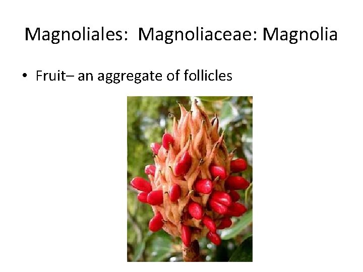 Magnoliales: Magnoliaceae: Magnolia • Fruit– an aggregate of follicles 