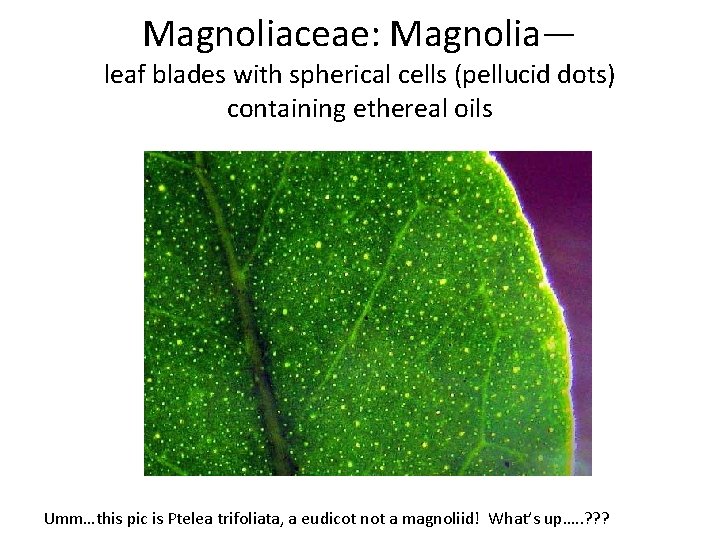 Magnoliaceae: Magnolia— leaf blades with spherical cells (pellucid dots) containing ethereal oils Umm…this pic