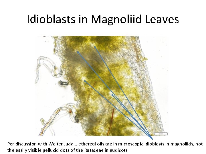Idioblasts in Magnoliid Leaves Per discussion with Walter Judd… ethereal oils are in microscopic