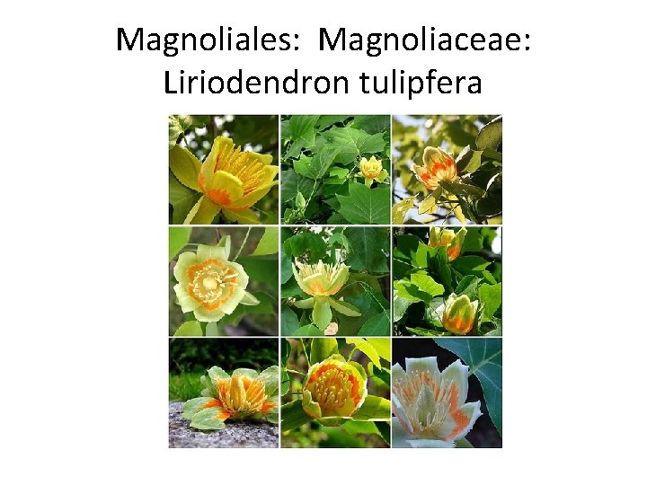Magnoliales: Magnoliaceae: Liriodendron tulipfera 
