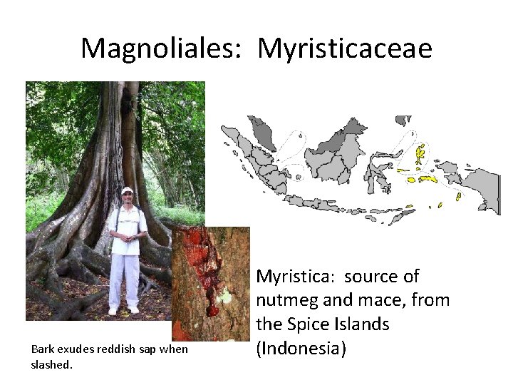 Magnoliales: Myristicaceae • MMy Bark exudes reddish sap when slashed. Myristica: source of nutmeg