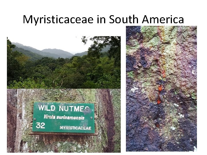 Myristicaceae in South America 